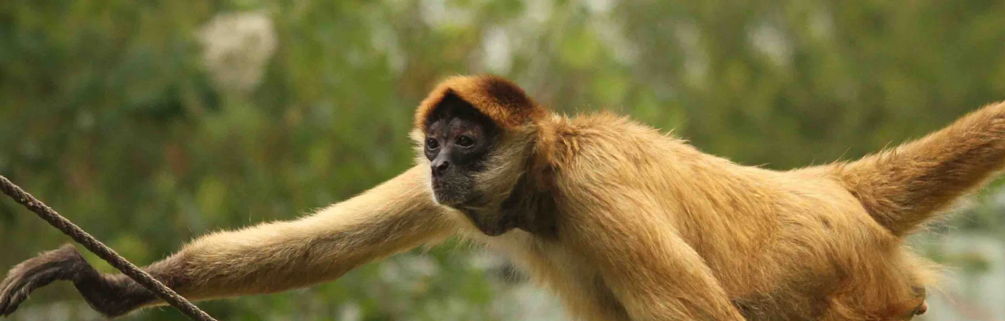 A black-handed spider monkey reaching along a rope in its habitat at the Little Rock Zoo