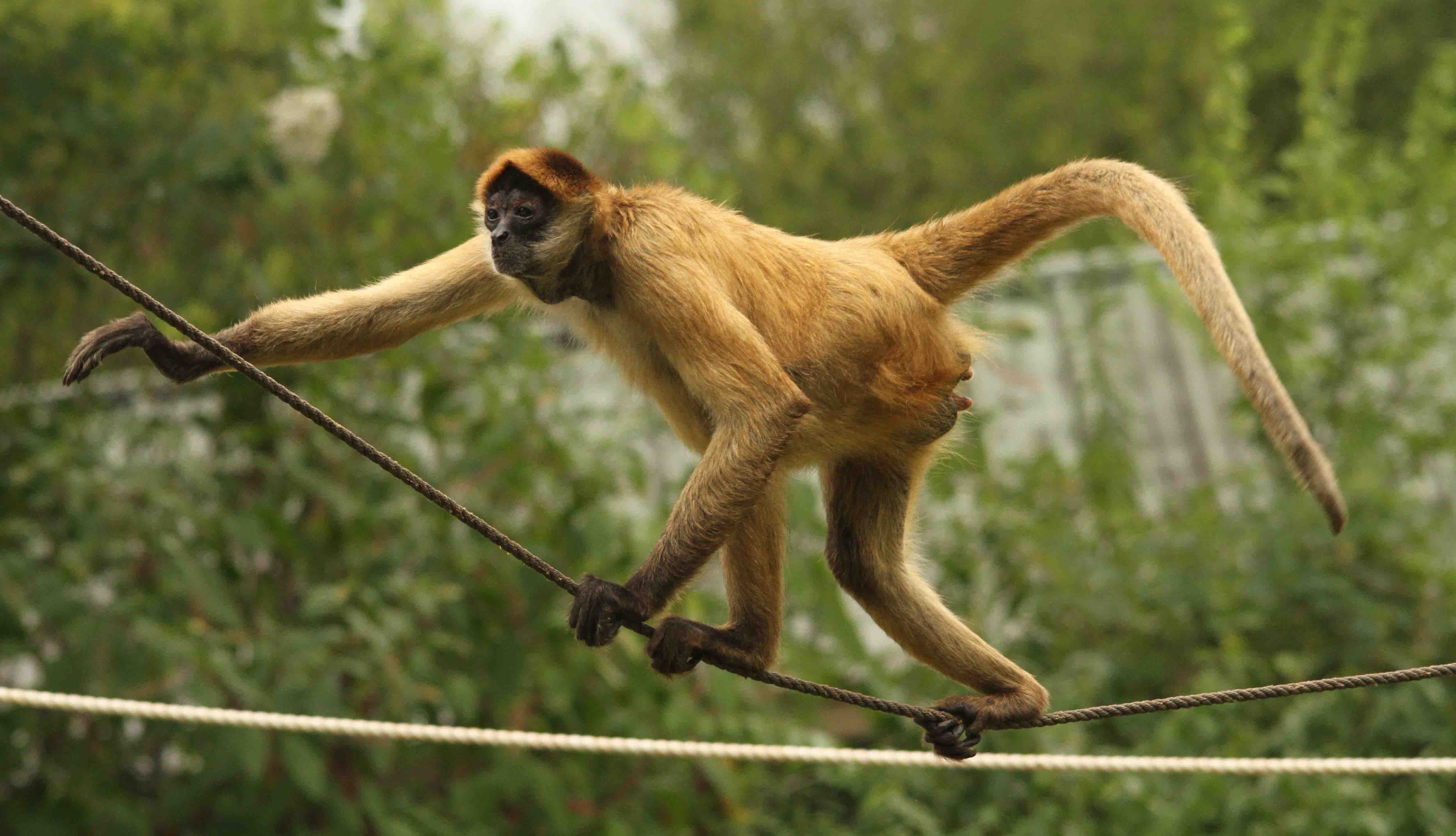 terra-black-handed-spider-monkey - Arkansas Zoological Foundation